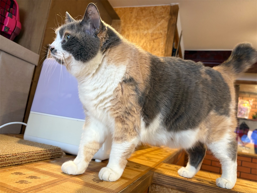 f:id:heurige2:20260204080320j:image