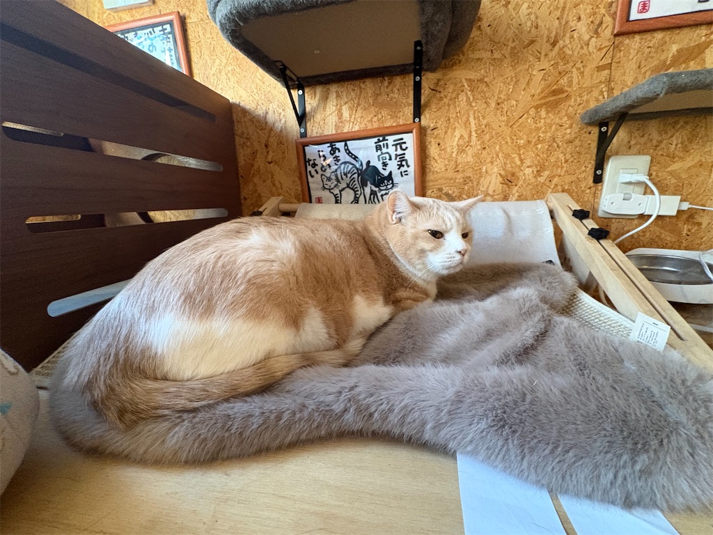 f:id:heurige2:20260204080330j:image