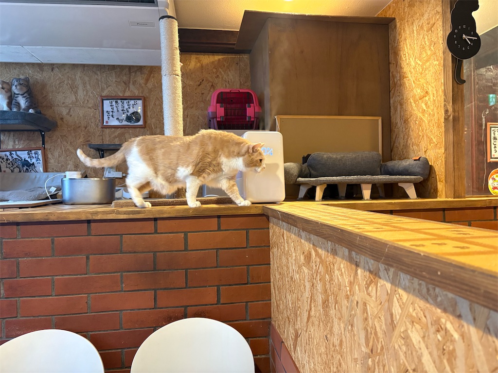 f:id:heurige2:20260205080035j:image