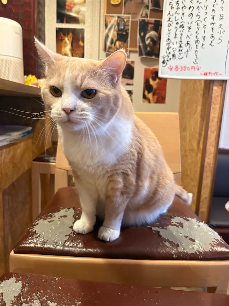 f:id:heurige2:20260205080045j:image