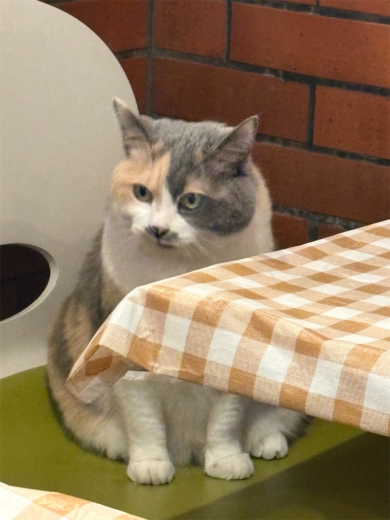 f:id:heurige2:20260205080053j:image