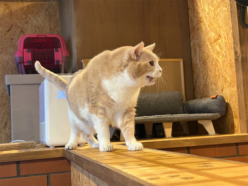 f:id:heurige2:20260205080059j:image