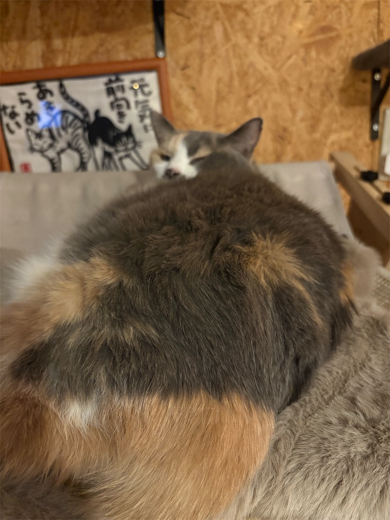 f:id:heurige2:20260205080120j:image