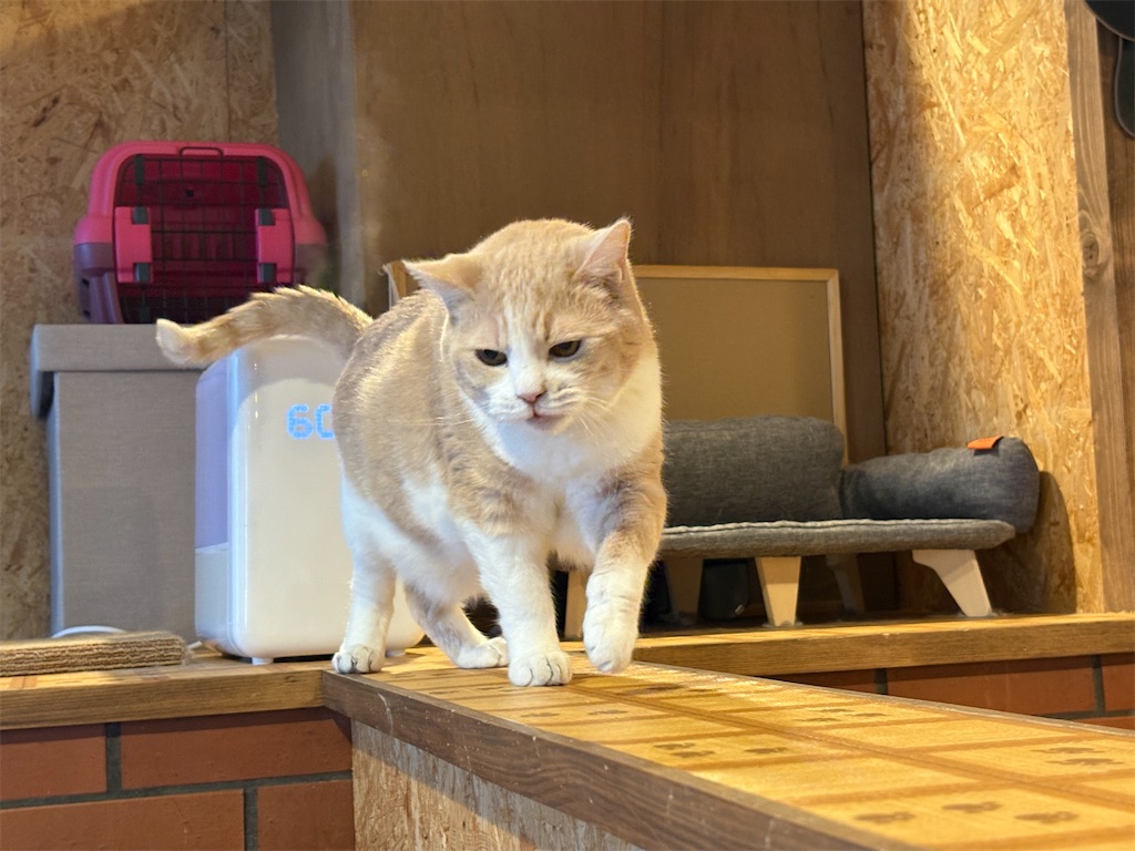 f:id:heurige2:20260205080128j:image