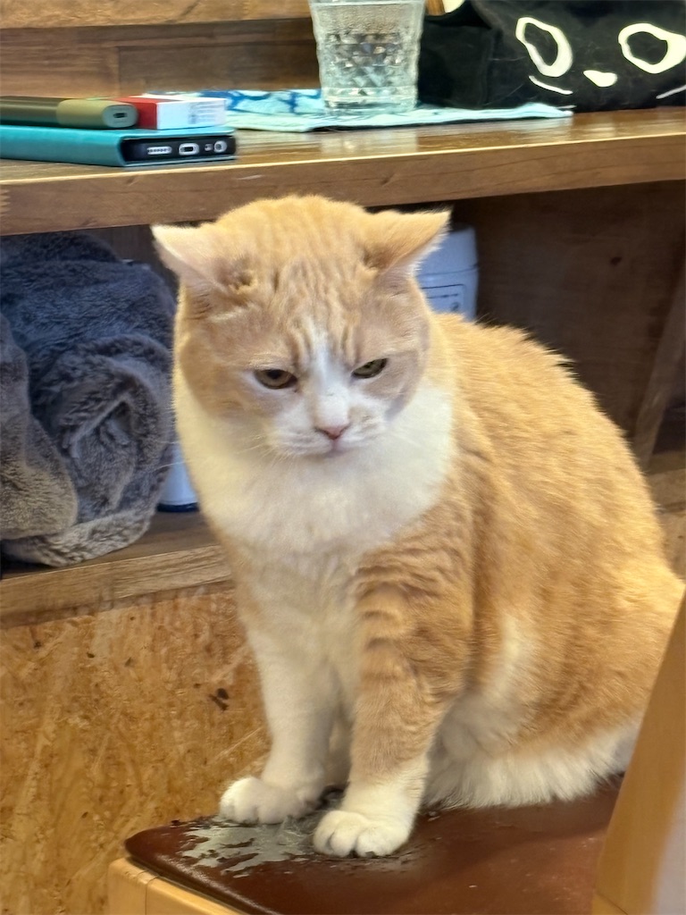 f:id:heurige2:20260205080143j:image