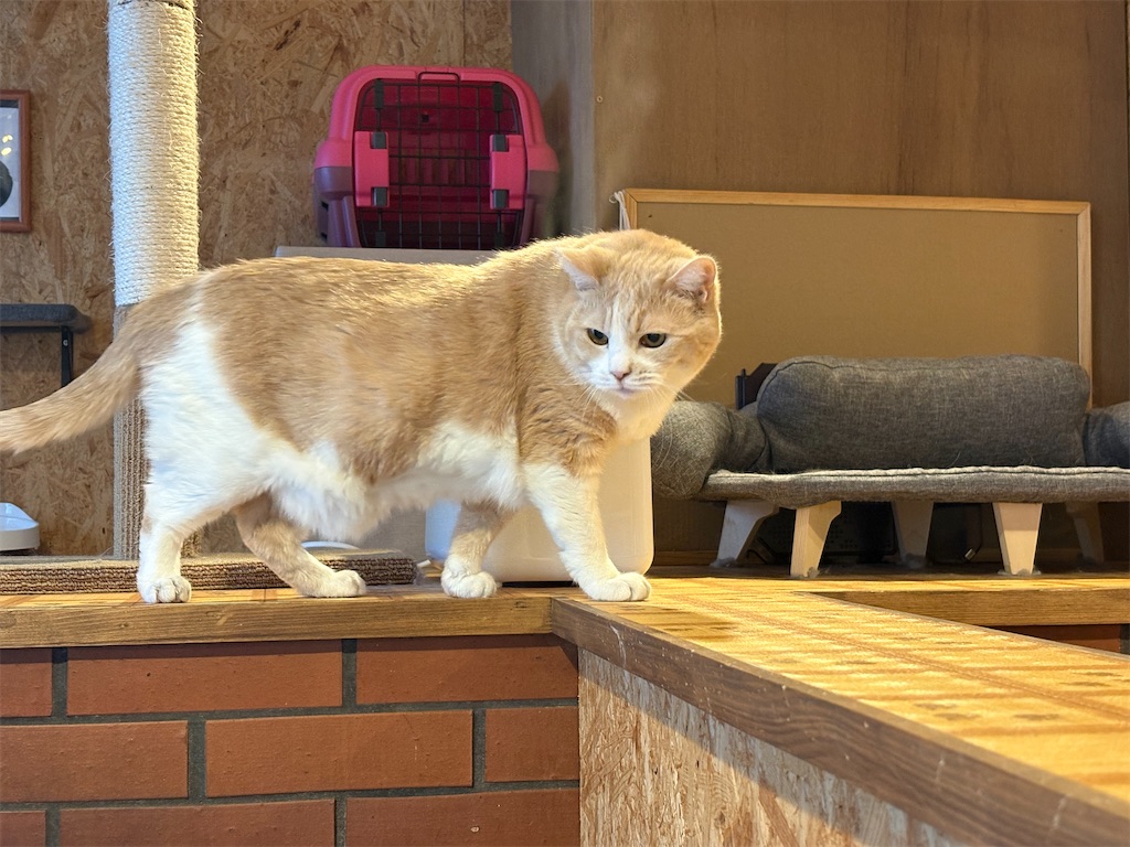 f:id:heurige2:20260205080146j:image