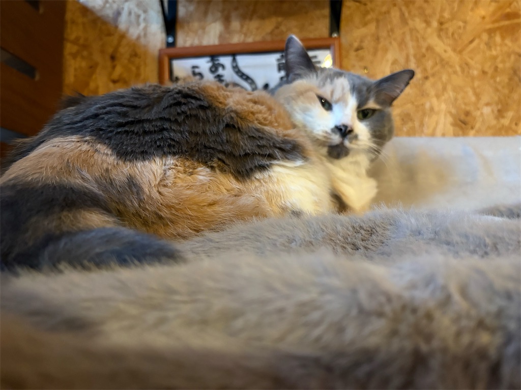 f:id:heurige2:20260205080150j:image