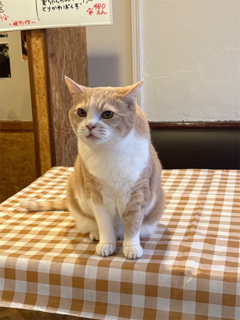 f:id:heurige2:20260205080157j:image