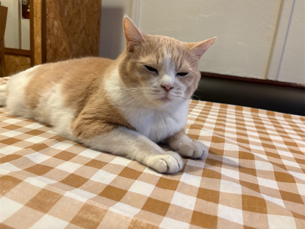 f:id:heurige2:20260205080200j:image