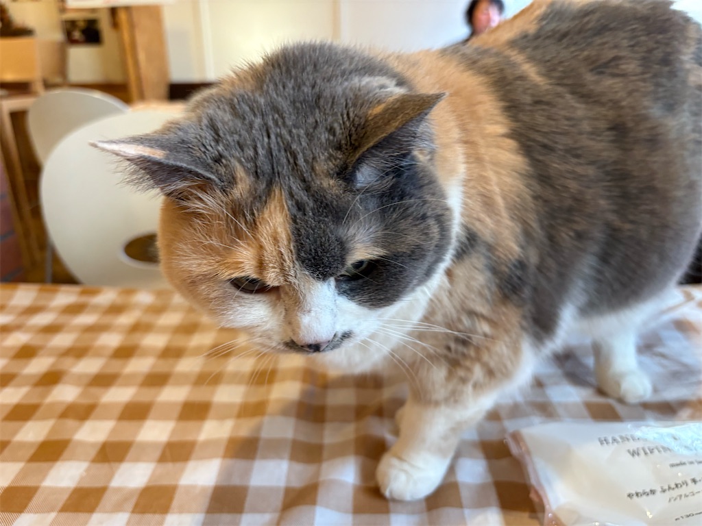 f:id:heurige2:20260205080207j:image