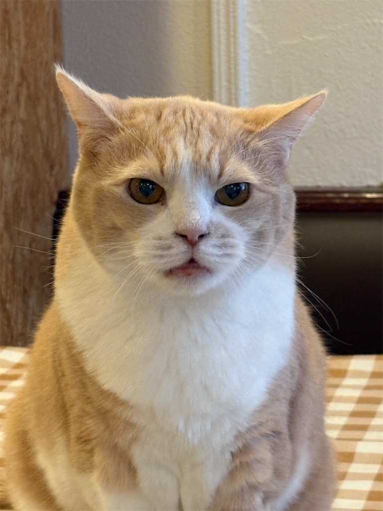 f:id:heurige2:20260205080215j:image