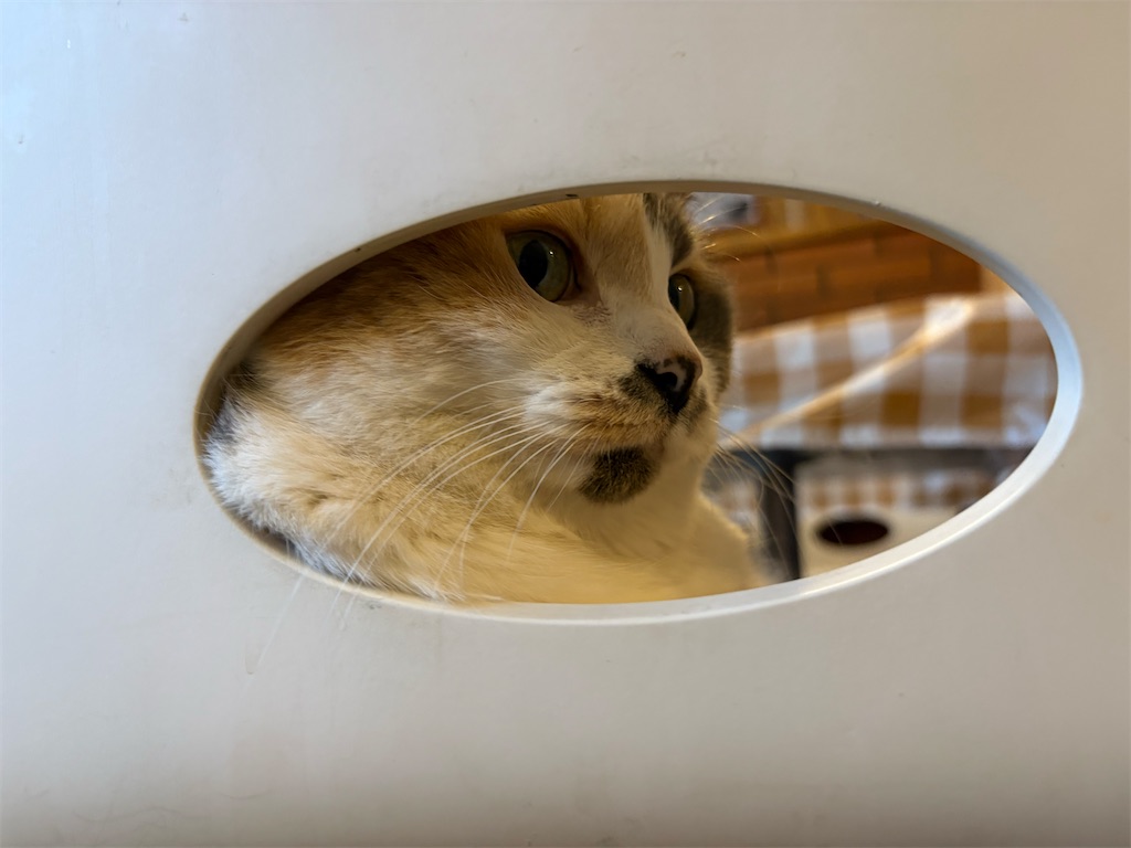 f:id:heurige2:20260205080219j:image