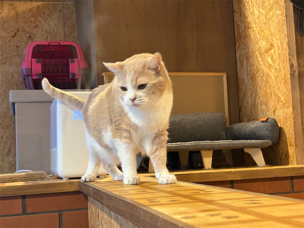 f:id:heurige2:20260205080233j:image