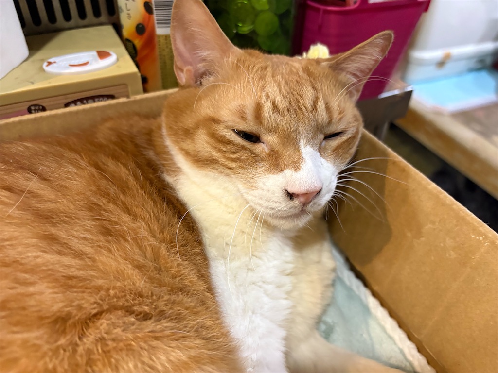 f:id:heurige2:20260206075404j:image