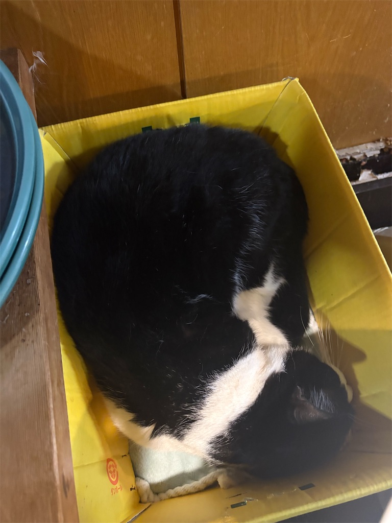 f:id:heurige2:20260206075419j:image