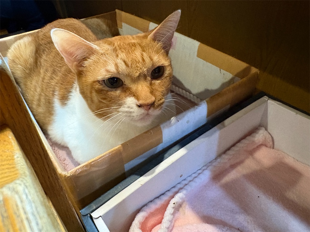 f:id:heurige2:20260206075422j:image