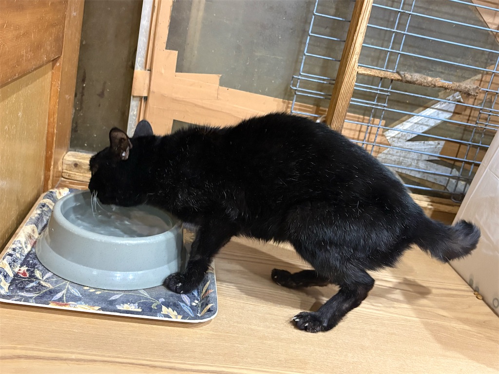 f:id:heurige2:20260206075426j:image