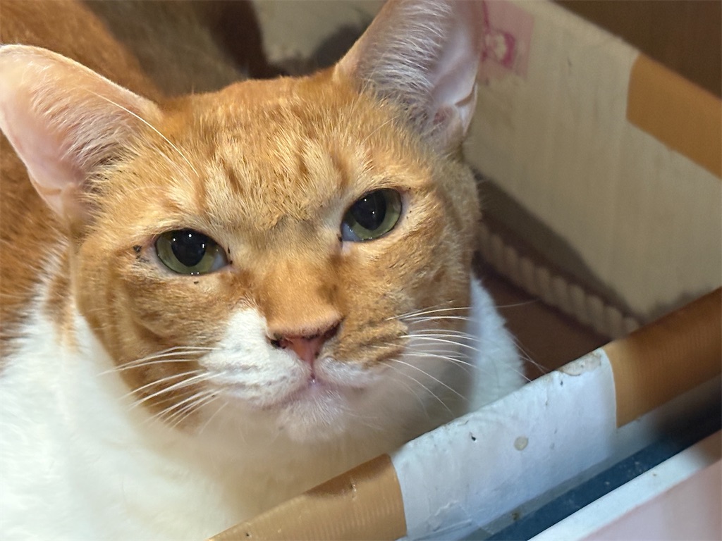 f:id:heurige2:20260206075435j:image