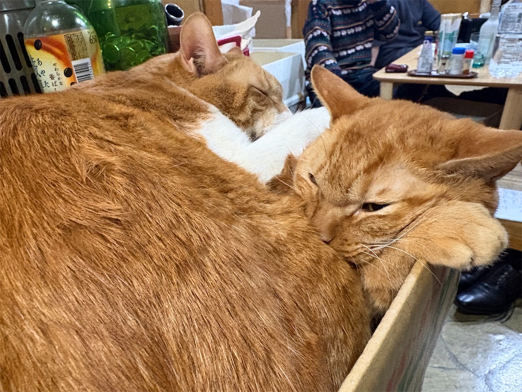 f:id:heurige2:20260206075445j:image