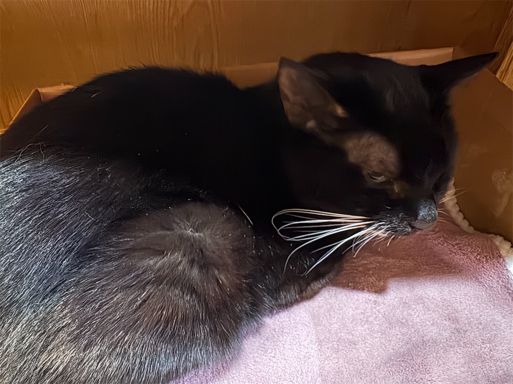 f:id:heurige2:20260206075512j:image