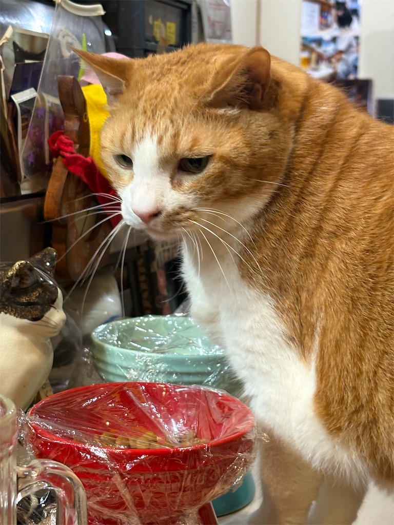 f:id:heurige2:20260209075916j:image