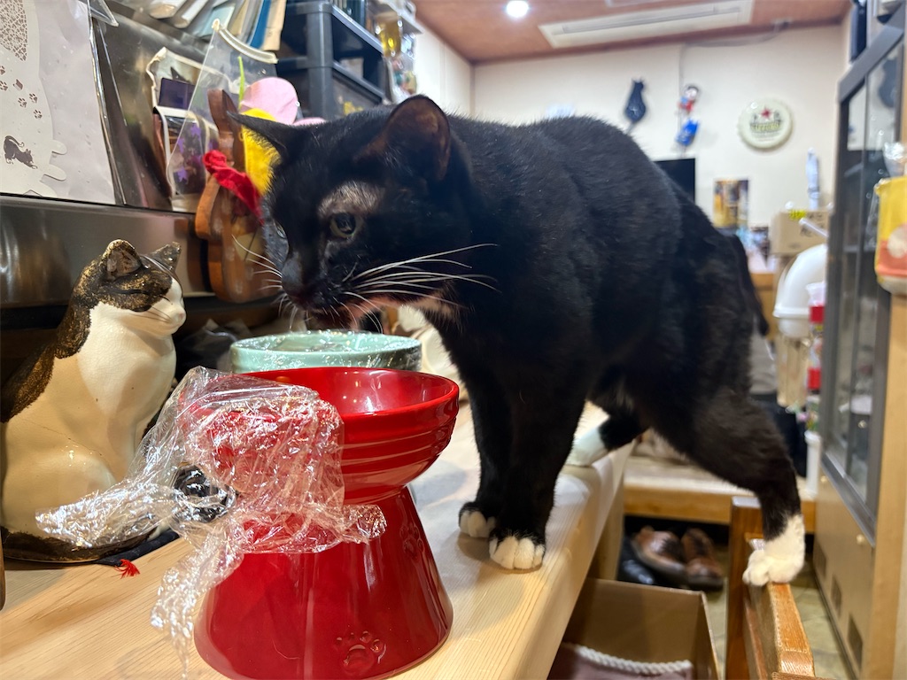 f:id:heurige2:20260209075922j:image