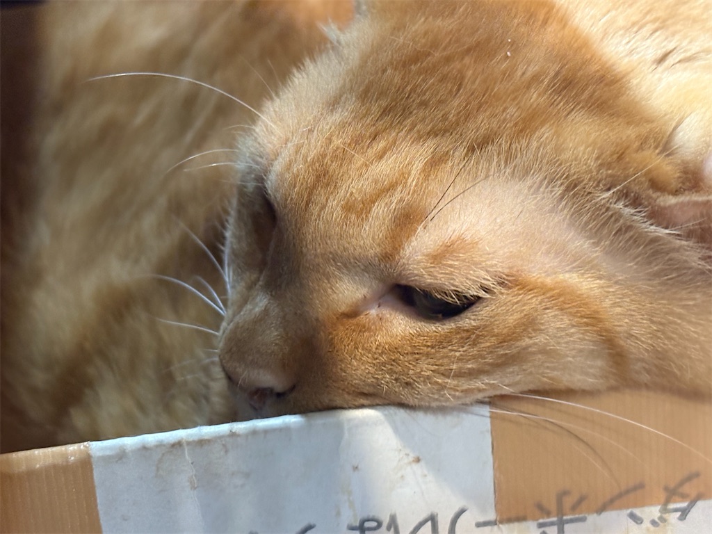 f:id:heurige2:20260209075927j:image