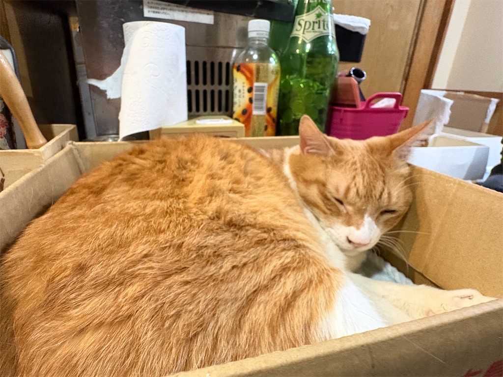 f:id:heurige2:20260209075930j:image