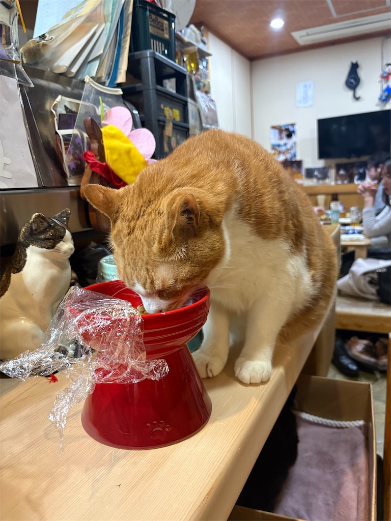 f:id:heurige2:20260209075945j:image