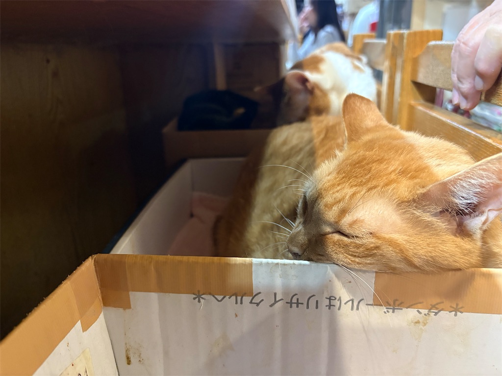 f:id:heurige2:20260209080008j:image