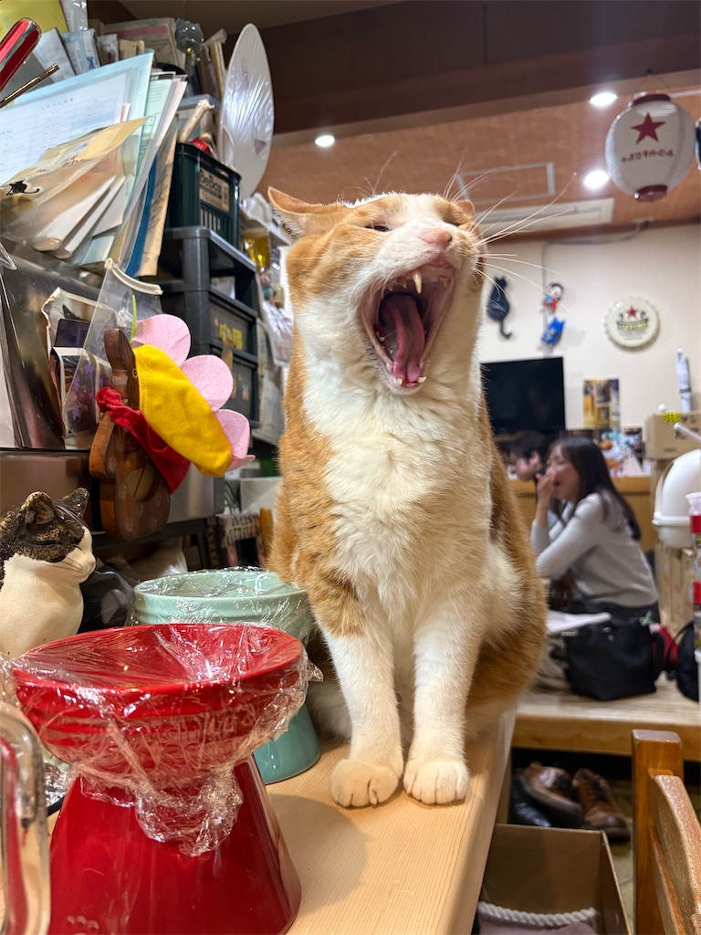 f:id:heurige2:20260209080014j:image