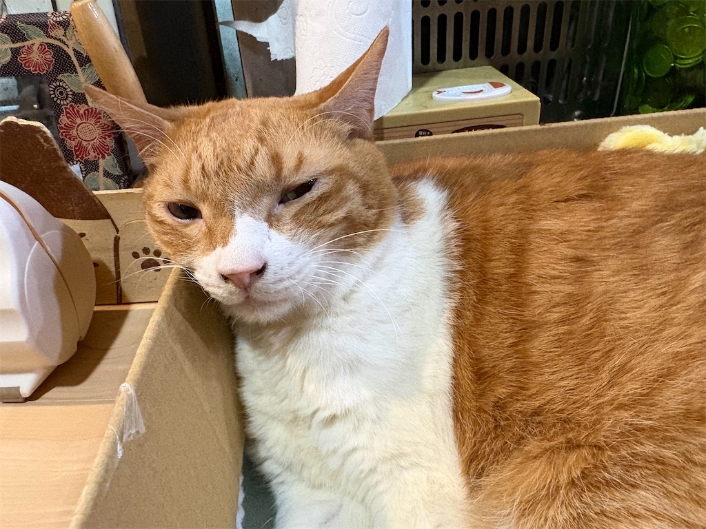 f:id:heurige2:20260209080017j:image