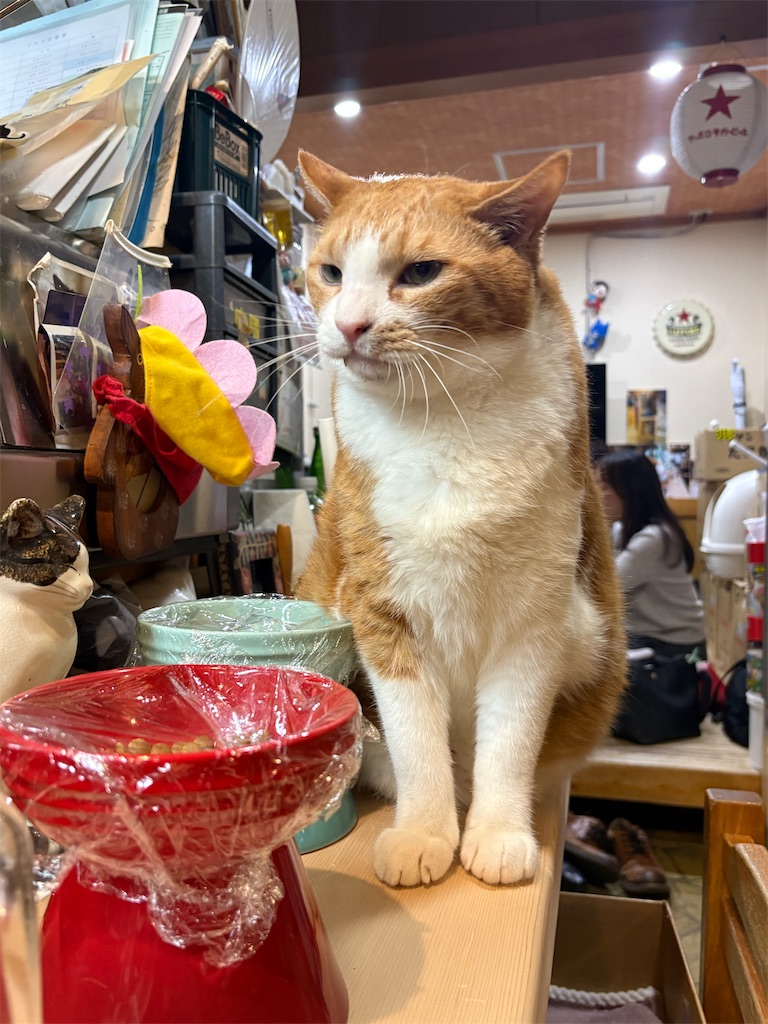 f:id:heurige2:20260209080020j:image