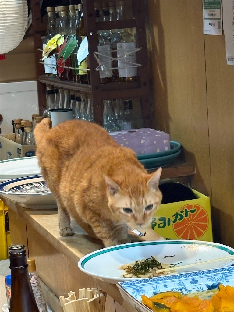 f:id:heurige2:20260209080036j:image