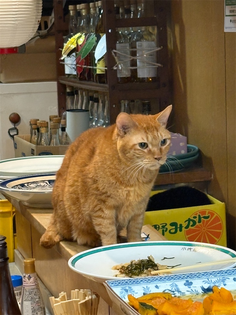 f:id:heurige2:20260209080048j:image