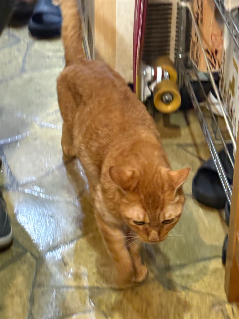 f:id:heurige2:20260209080106j:image