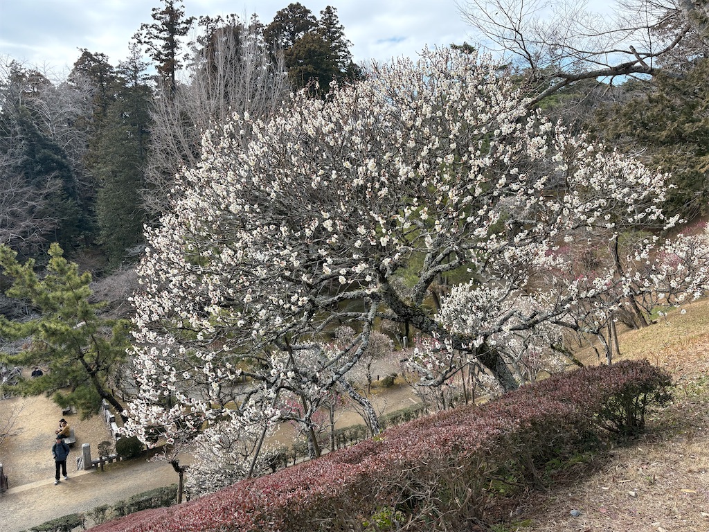f:id:heurige2:20260227081535j:image
