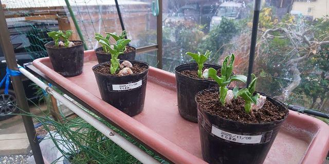 11月29日・ソラマメ発芽！ - hh1325ddh's diary