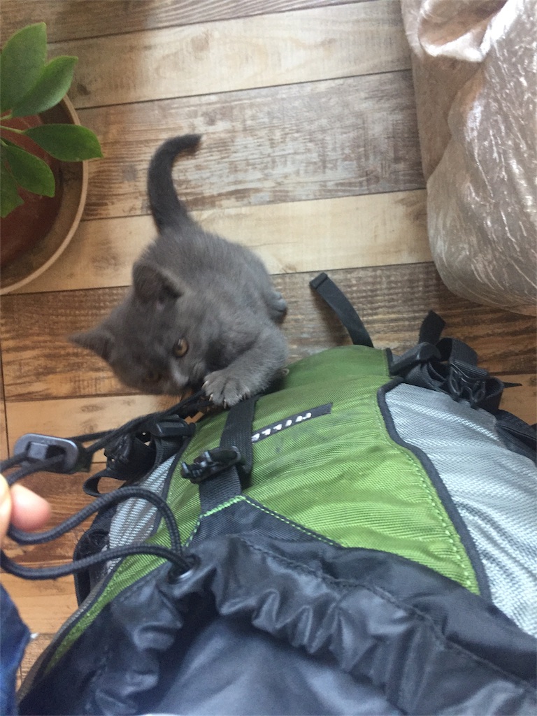 f:id:hi-kumo:20181102024204j:image