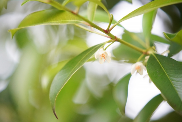 f:id:hi-masamura:20210202104255j:plain