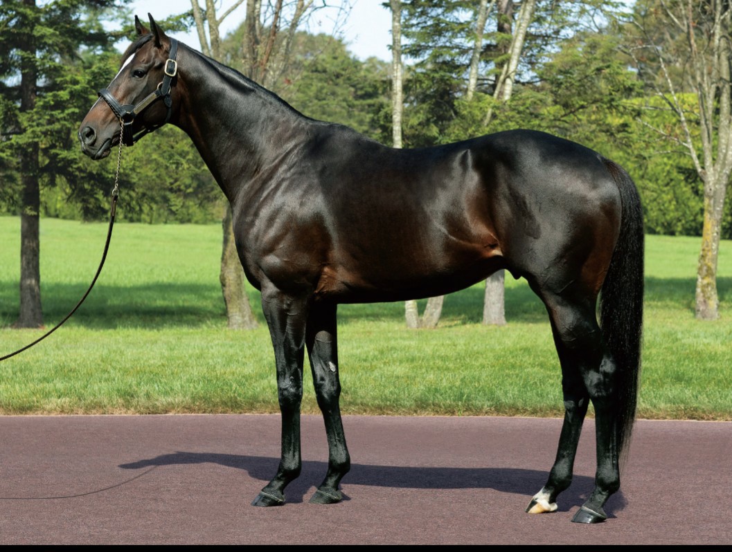 宮古馬の特徴 宮古馬と競走馬を比べてみた Miyakohorse385 S Diary