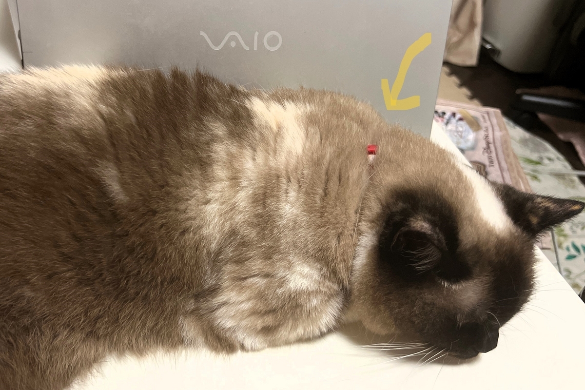 猫の毛に埋もれている首輪
