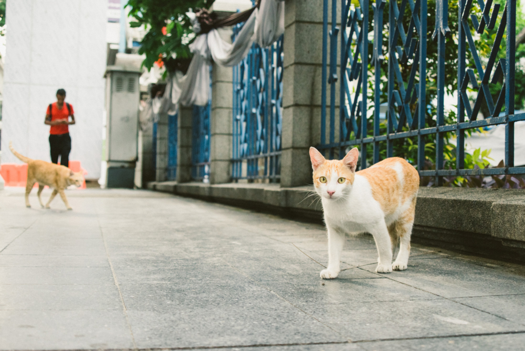 f:id:hibi-mae:20170926193432j:plain