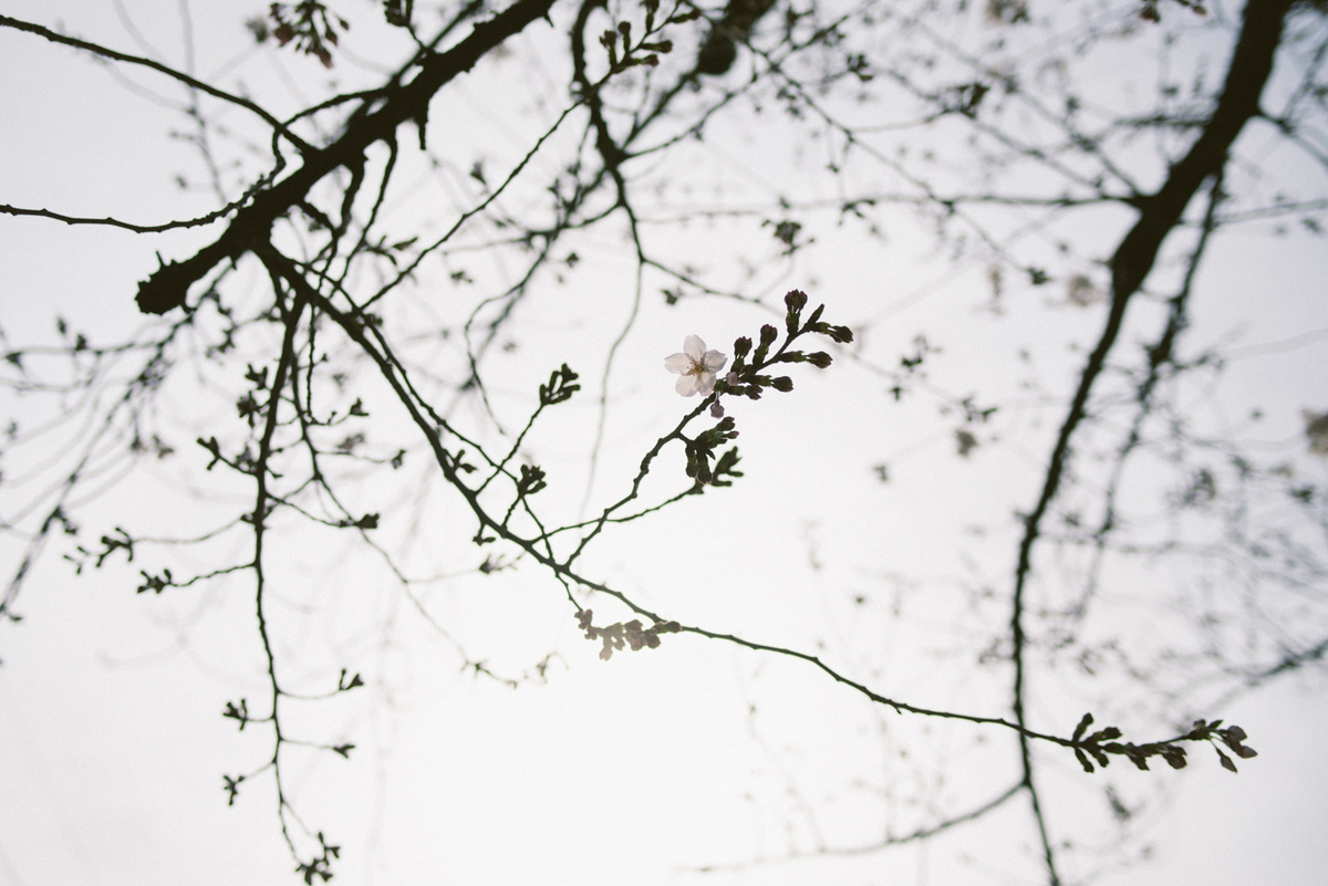 f:id:hibi-mae:20200324001418j:plain