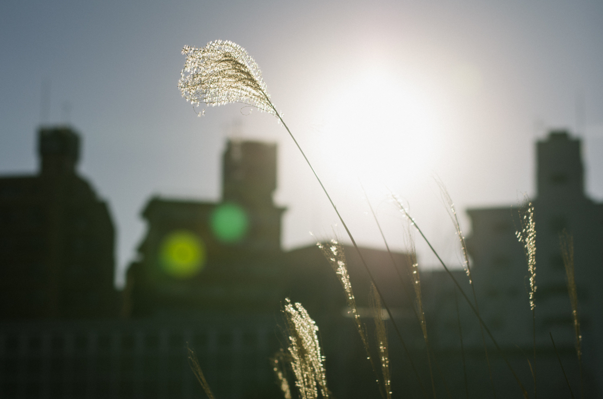 f:id:hibi-mae:20200603234253j:plain