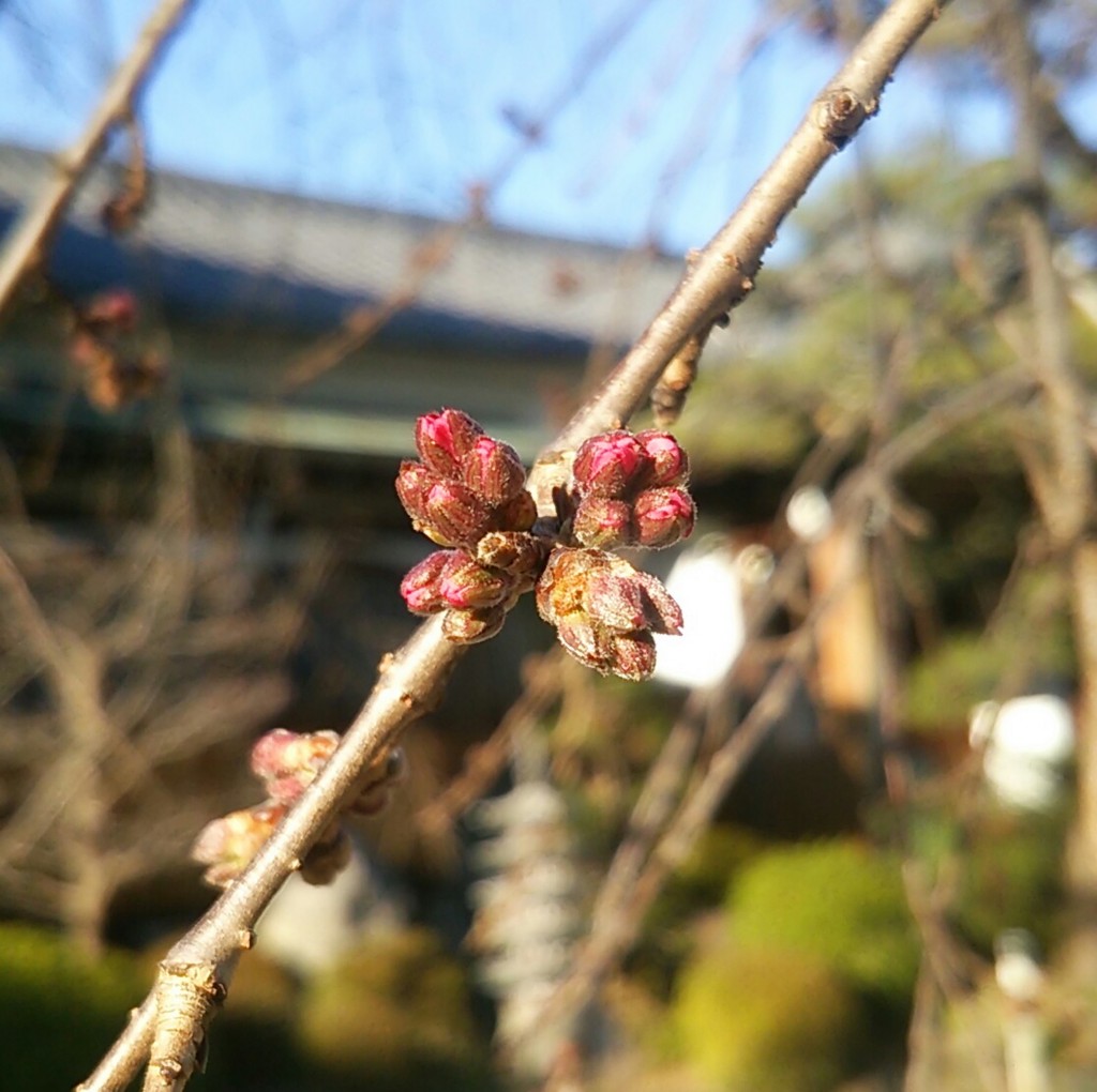 f:id:hibi2007:20170317163308j:plain