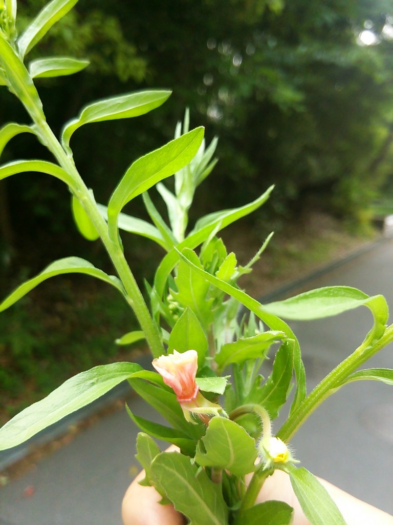 f:id:hibi2007:20170511172816j:plain