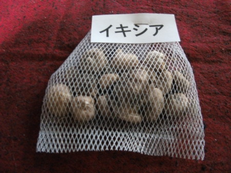f:id:hibi2tiyo:20101111090430j:image f:id:hibi2tiyo:20101111090430j:image