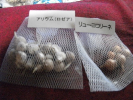 f:id:hibi2tiyo:20101111090519j:image f:id:hibi2tiyo:20101111090519j:image