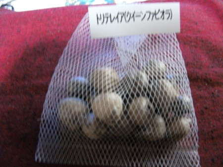 f:id:hibi2tiyo:20101111090535j:image f:id:hibi2tiyo:20101111090535j:image
